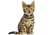 Leopard cat